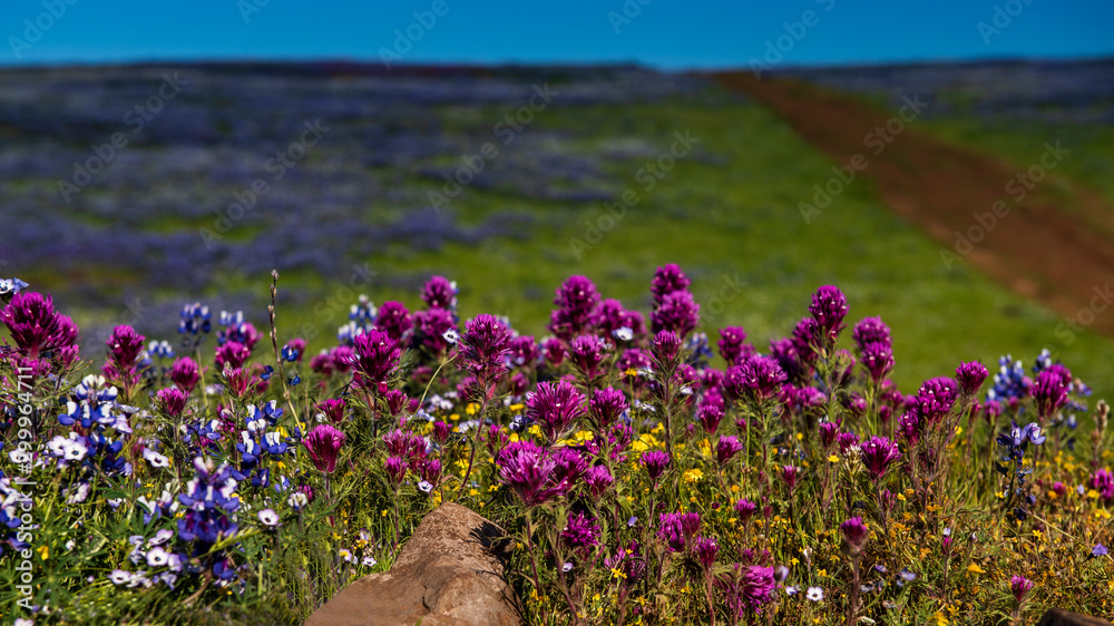 North Table mountain landscape featuring pink and purple wildlfowers bloom, wildflowers seasonal copy space and background North Table mountain landscape featuring pink and purple wildlfowers bloom, wildflowers seasonal copy space and background