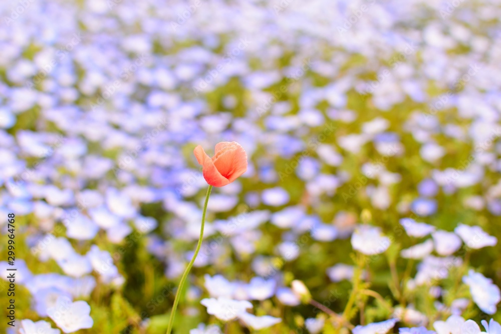 可憐に咲く一輪の花 Stock Photo Adobe Stock 可憐に咲く一輪の花 Stock Photo Adobe Stock