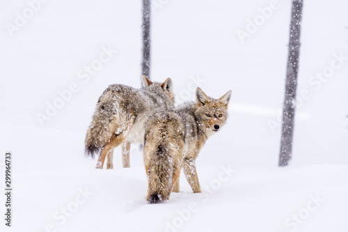 Two Coyotes (Canis Latrans) traveling through a snowy landscape in Yellowstone National Park, USA.