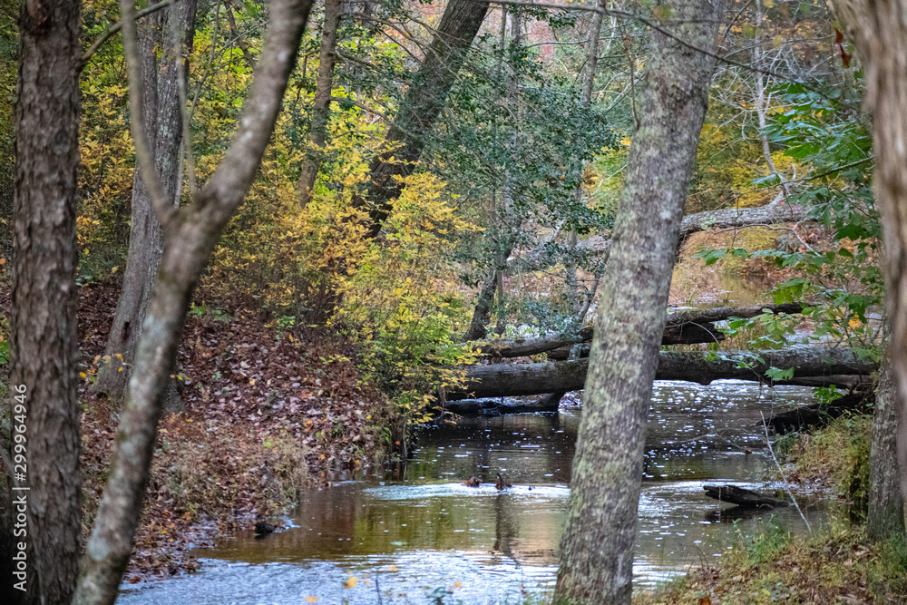 autumn, scenery, nature, picturesque, landscape, leaves, fall, forest, golden, wood, national, beautiful, color, stunning, red, park, light, outdoors, colour, spectacular, colorful, colourful, wildern autumn, scenery, nature, picturesque, landscape, leaves, fall, forest, golden, wood, national, beautiful, color, stunning, red, park, light, outdoors, colour, spectacular, colorful, colourful, wildern