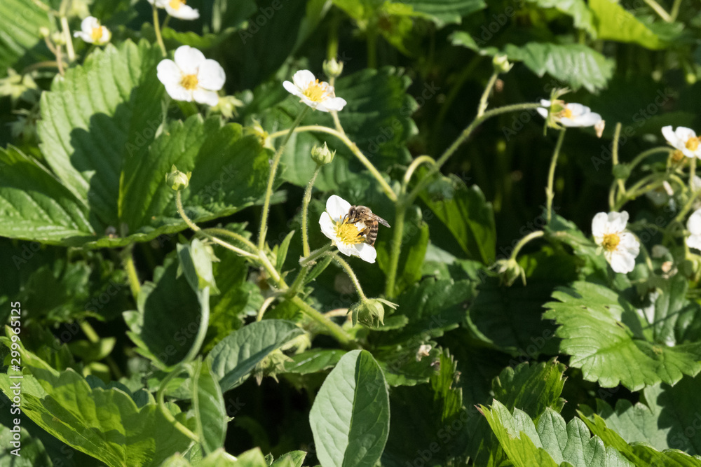 Fototapeta premium Bee on a flowering strawberry. Insect sits on a flower