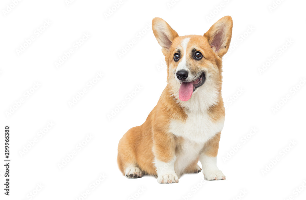 welsh corgi puppy looking sideways on a white background