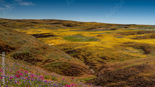 North Table mountain landscape featuring  wildflower bloom, predominant color is yellow, Oroville, California, USA photo