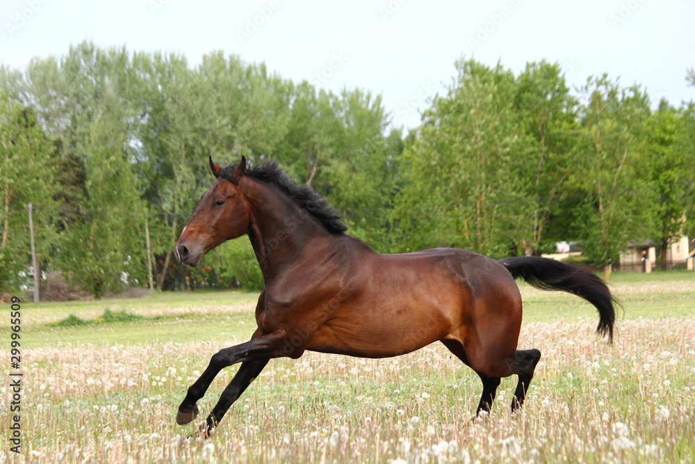 Beautful brown horse running free on the field with flowers Beautful brown horse running free on the field with flowers