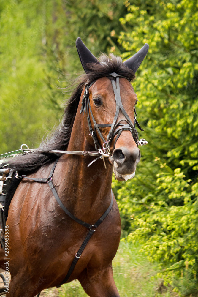 Portrait of trotter horse in the competition