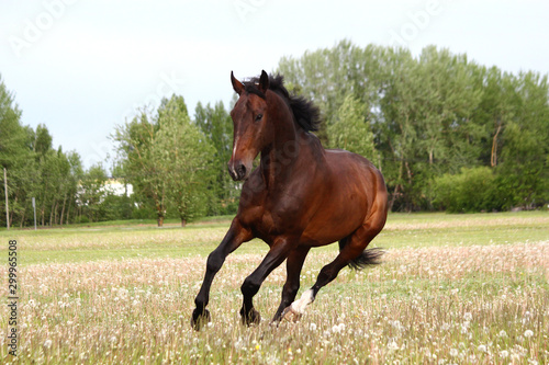 Beautful brown horse running free on the field with flowers