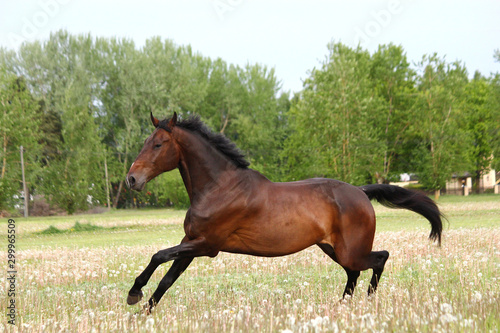 Beautful brown horse running free on the field with flowers