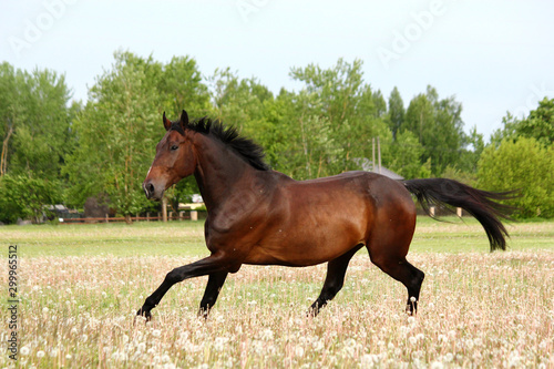 Beautful brown horse running free on the field with flowers