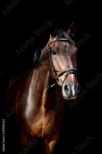 Brown horse portrait on black background © virgonira