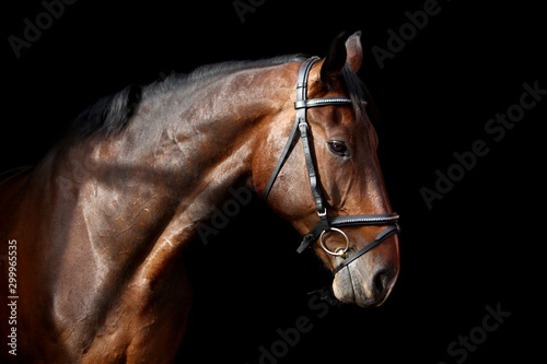 Brown horse portrait on black background © virgonira