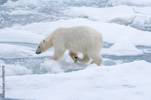 Polar bear (Ursus maritimus) moving across broken sea ice in Svalbard.