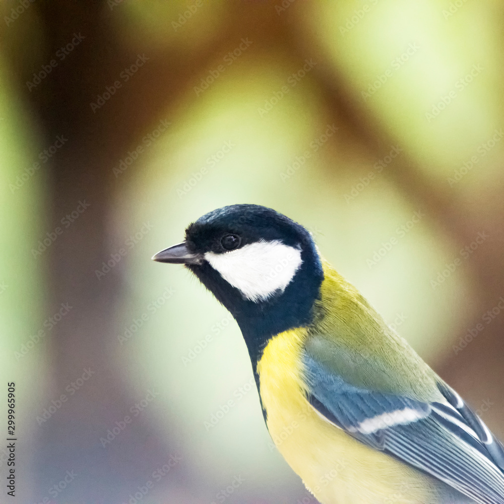 Naklejka premium Blue tit in the garden