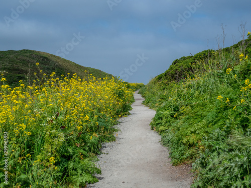 Trail to Kehoe Beach in Point Reyes, California, USA, featuring yellow mustard plants and blue sky photo