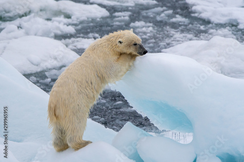 Polar bear leaning on floating block of ice