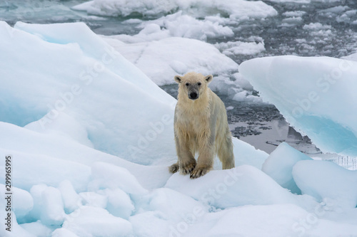 A wet Polar bear (Ursus maritimus) standing on floating block of ice in Svalbard.