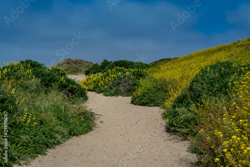 Spring at the McClures Trail in Point Reyes towards the ocean, featuring yellow mustard plant flowers, which are invasive in California photo