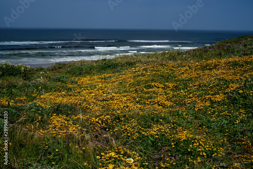 Point Reyes Blennosperma covering the ground near the beach photo