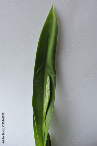 A close-up of green orchid buds and a long green narrow leaf isolated on a white background photo