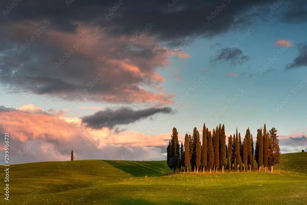 Cypresses at sunset The enchanting sunset in Val d'Orcia , Tuscany.