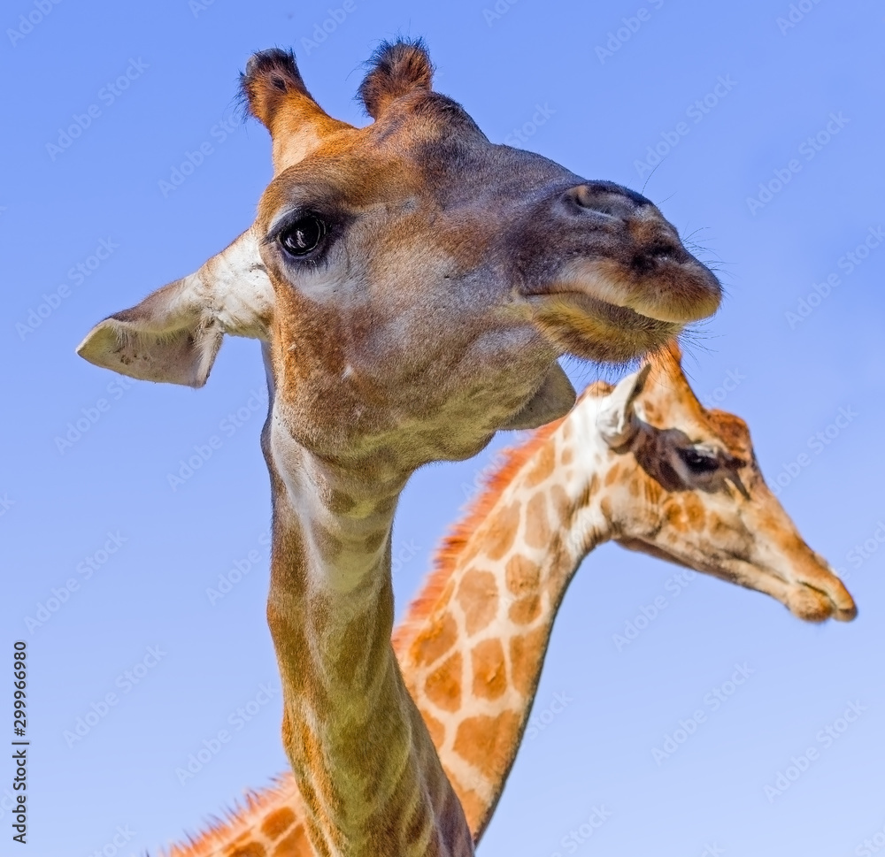 Giraffe head face Giraffe head face