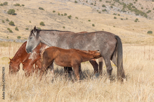 Wild Horse Mare and Foal in Utah © equigini