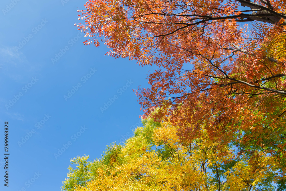 紅葉と青空