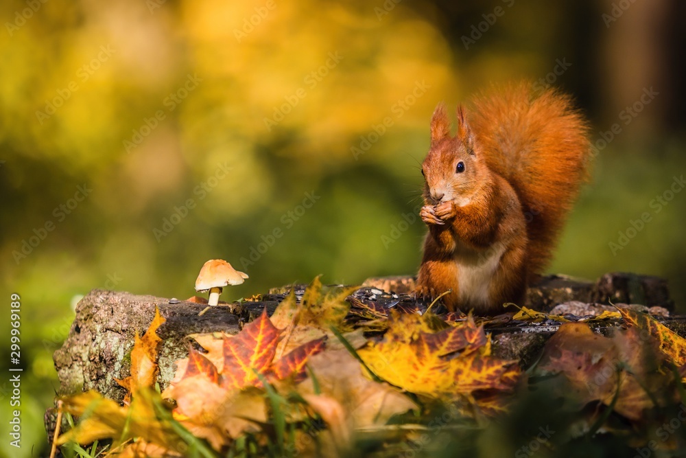 Cute red Eurasian squirrel with fluffy tail sitting on a tree stump covered with colorful leaves and a mushroom feeding on seeds. Sunny autumn day in a deep forest. Blurry yellow and brown background.