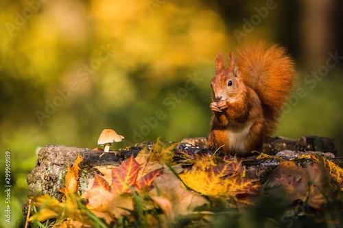 Cute red Eurasian squirrel with fluffy tail sitting on a tree stump covered with colorful leaves and a mushroom feeding on seeds. Sunny autumn day in a deep forest. Blurry yellow and brown background.