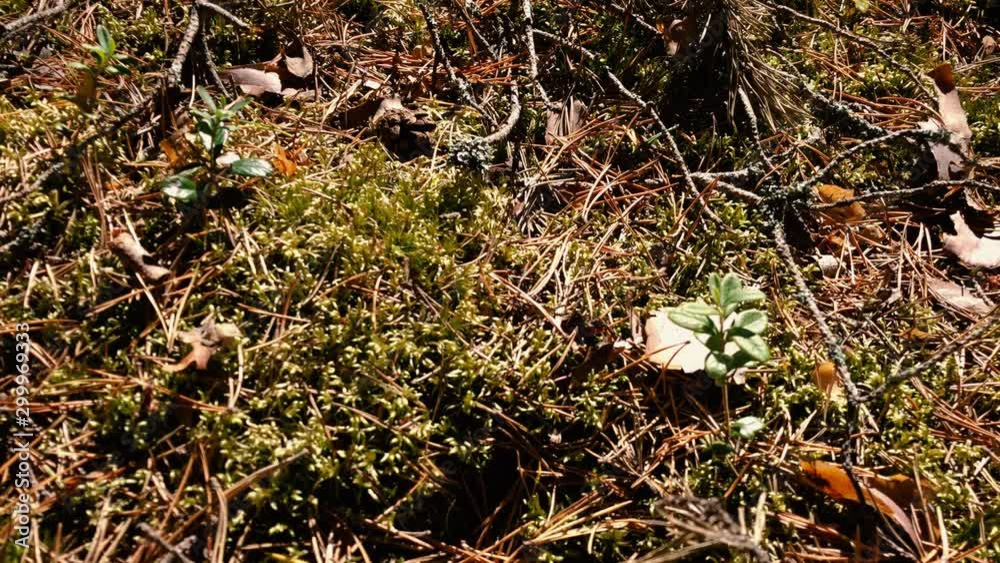 Mossy Undergrowth Pine Needles - Sweden Forest Mossy Undergrowth Pine Needles - Sweden Forest