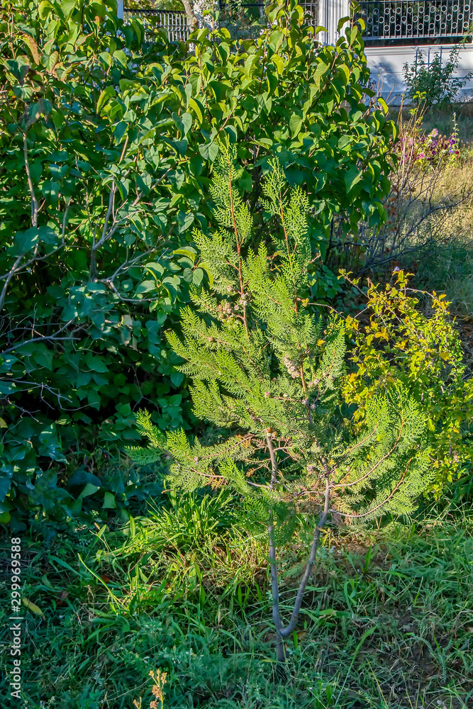 Fototapeta premium Туя