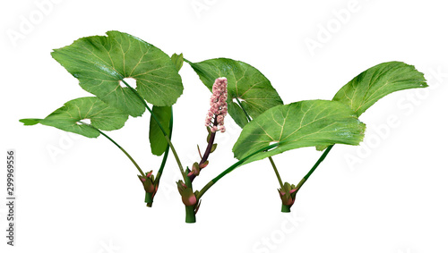 3D Rendering Butterburs Plants on White