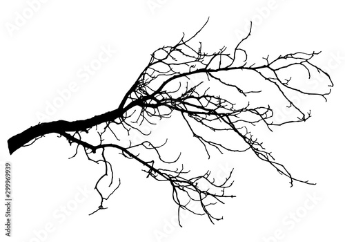 Chestnut tree branch silhouette, vector illustration.