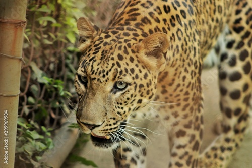 leopard on tree