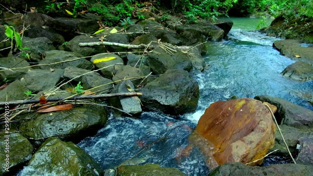 Relaxing Forest Stream with Water and Nature Relaxing Forest Stream with Water and Nature