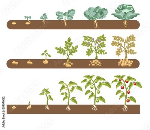 Tomato cabbage and potato plant growing and cultivation stages