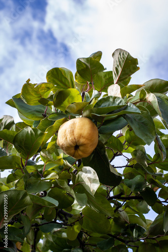 Yellow quince on the tree ready to be picked with a blue sky blackground photo