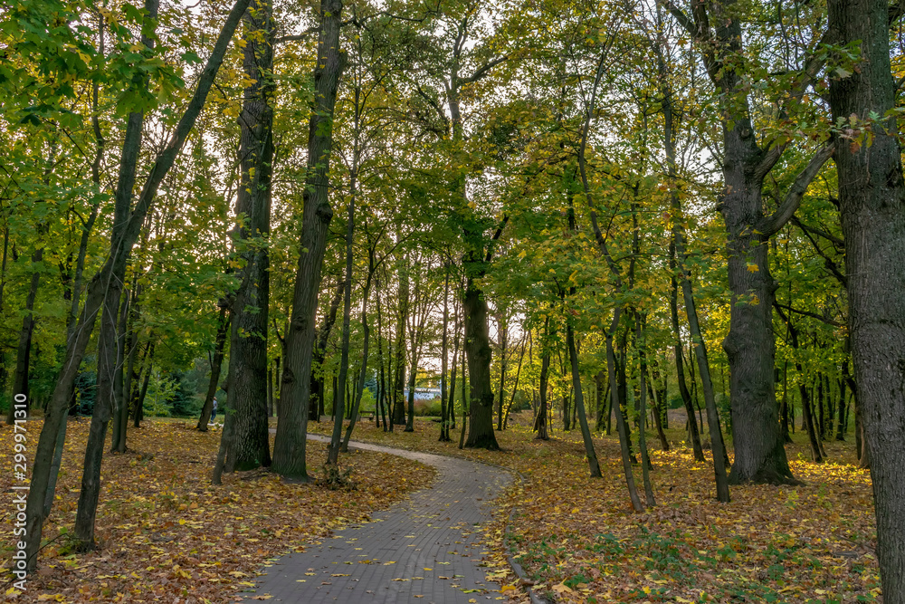 Naklejka premium path in forest