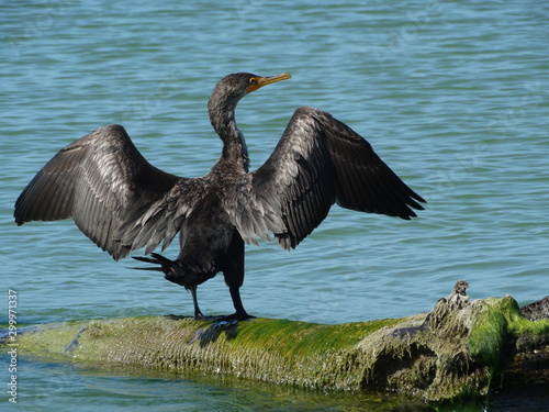 closeup of Florida double-breated cormorant bird drying on beach #2