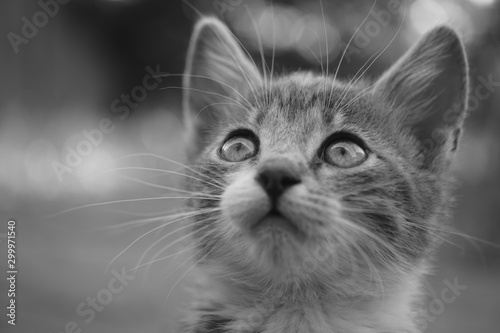 Lovely kitten looking up. Portrait of a cute cat. Black and white photo.