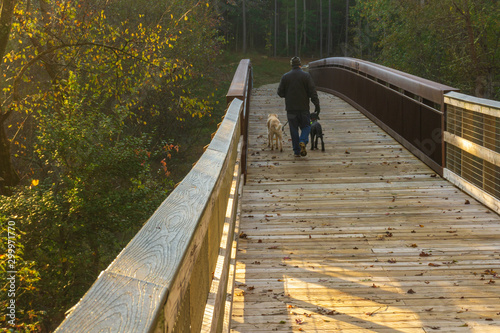 Raleigh, NC/USA-11/1/19: Pedestrian Bridge Turnipseed Nature Preserve. A man walks his dogs on a brisk morning.