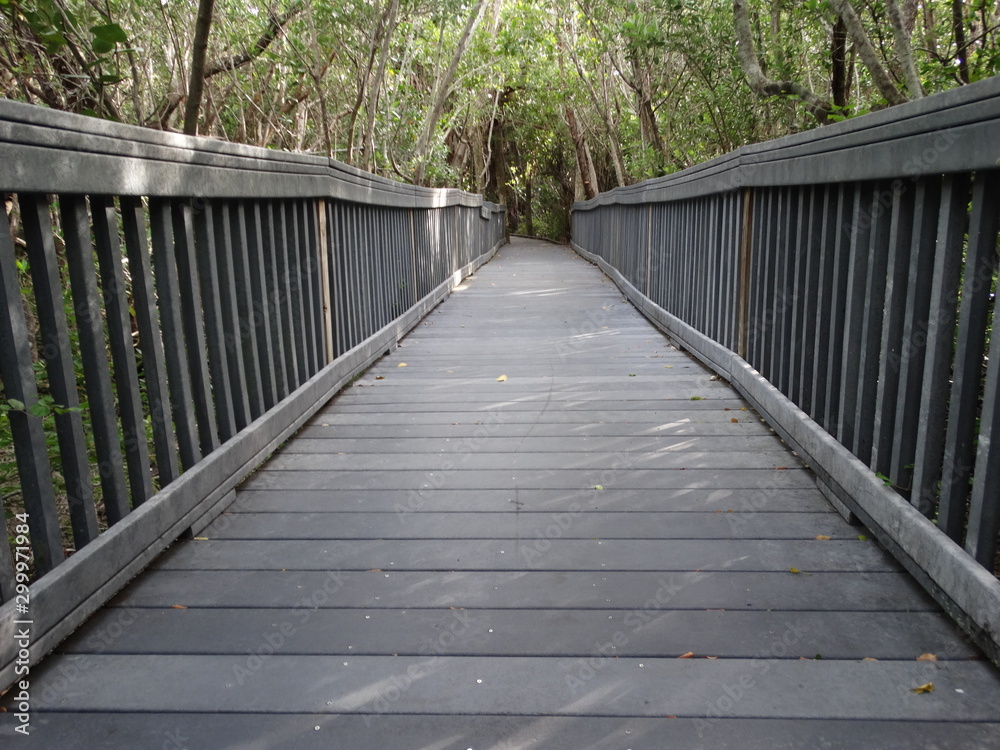 Wooden baordwalk through tropical Florida park with overhanging trees #1