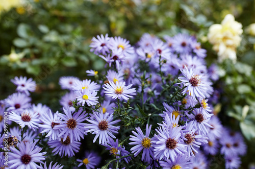 Floral background and natural pattern with violet aromatic aster  symphyotrichum oblongifolium  flowers blooming in the park. Cluster of purple aster flowers.Autumn beauty in the garden