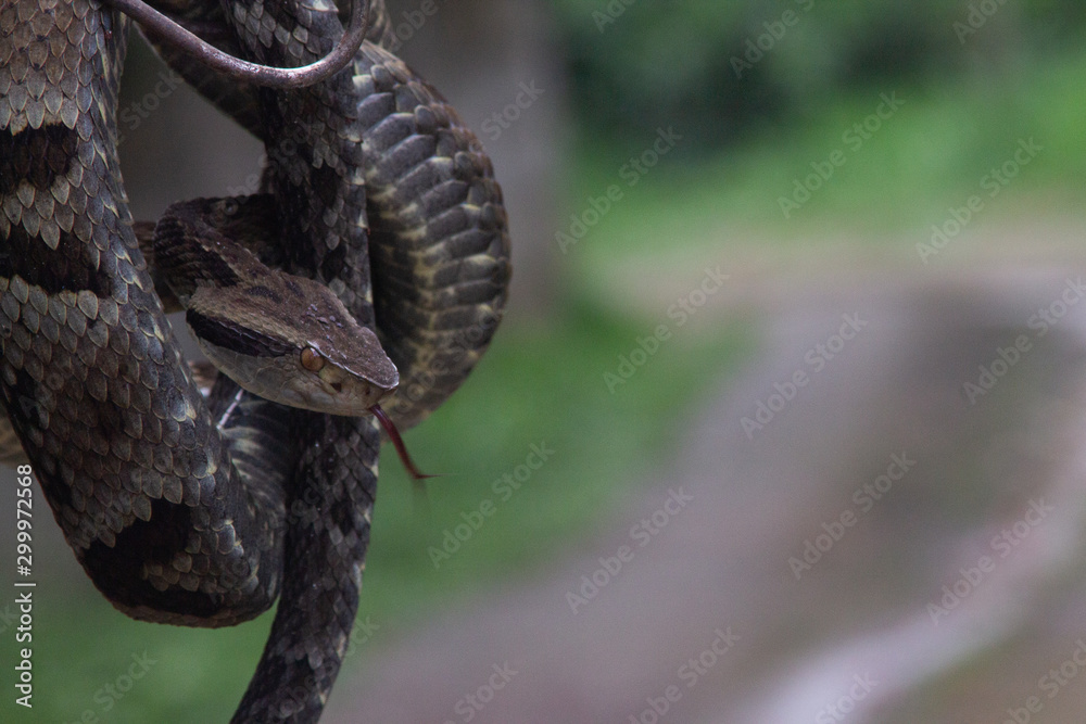 A tropical viper in a hook caught in an Atlantic forest mountain in the city of Paraty, Rio de Janeiro, Brazil A tropical viper in a hook caught in an Atlantic forest mountain in the city of Paraty, Rio de Janeiro, Brazil