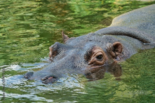 Nilpferd im Wasser - Flußpferd