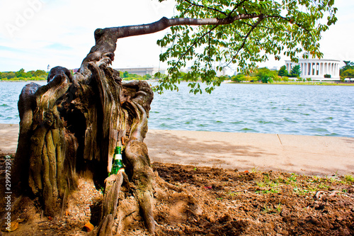 Old tree with bottle and river in the park