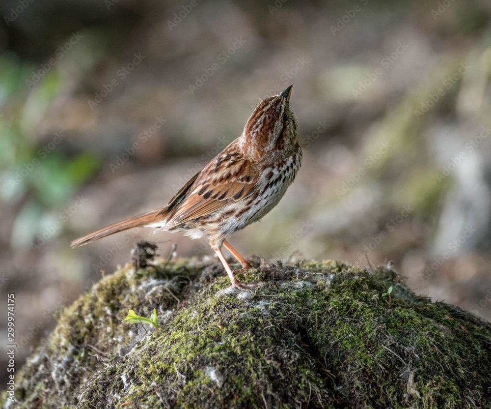 custom made wallpaper toronto digitalsparrow in its environment. Close up of a sparrow. funny look.
