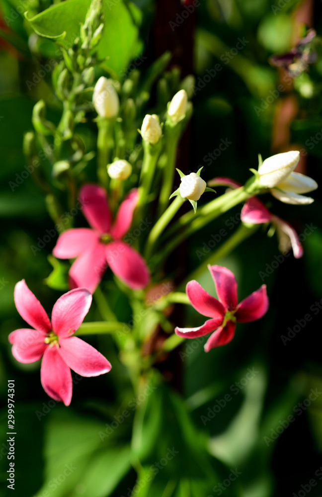 red small flowers in the garden red small flowers in the garden