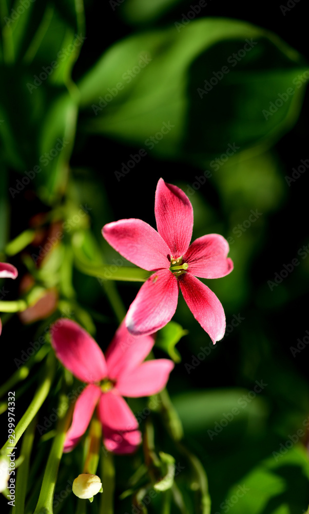 red small flowers in the garden
