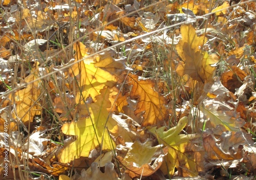 autumn yellow fallen oak leaves in dry grass