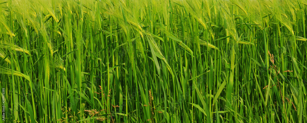 green oats field - close up green oats field - close up